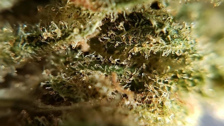 Cannabis sativa L. : aussi fascinante qu’inquiétante