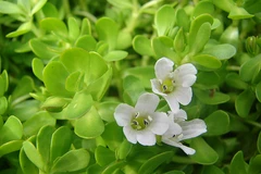 Le bacopa monnieri augmente significativement les capacités de mémorisation quelque soit l