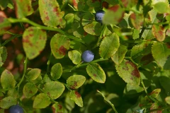 Les phénols des feuilles de myrtille ont la capacité d'endiguer les dommages causés par le diabète aux petits vaisseaux sanguins.