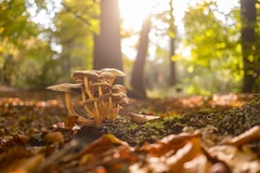 Les consommateurs de champignons auraient de moins de probabilité de souffrir de dépression.