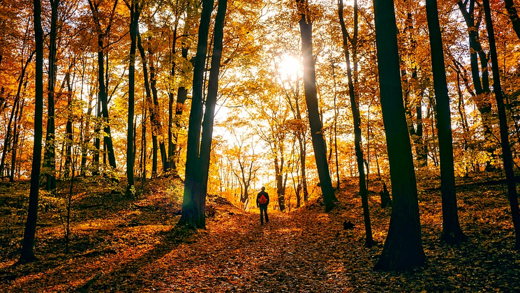 Se prémunir des risques de piqure de tiques en forêt