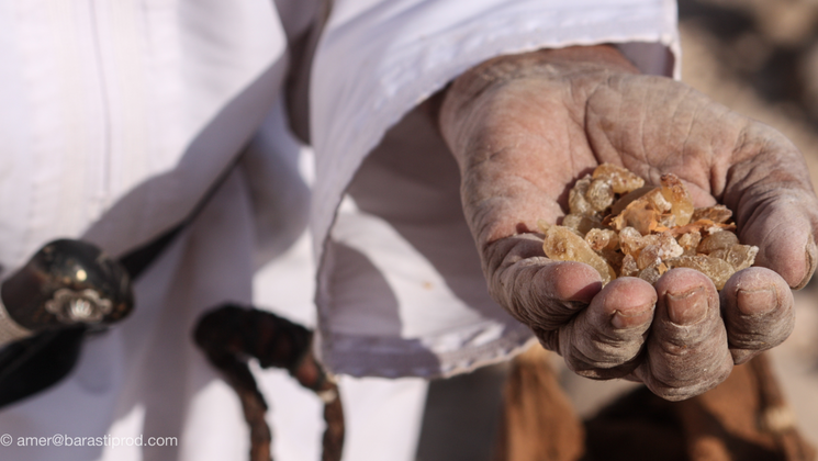 La boswellia serrata est immunostimulante et aide à la guérison des infections