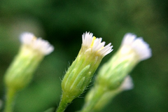 Erigeron canadensis (vergrette du Canada)