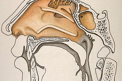 Sympathicothérapie : la santé par le bout du nez