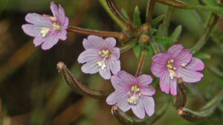 L’épilobe inhiberait la multiplication des cellules cancéreuses.