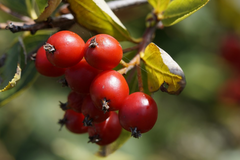 Fruit d'aubépine (Crataegus oxycantha)