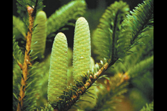 Abies beshanzuensis dans la réserve du Baishanzu Photo: Raúl González Molina