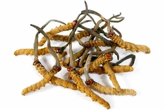 Le cordyceps