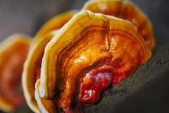 Ganoderma lucidum