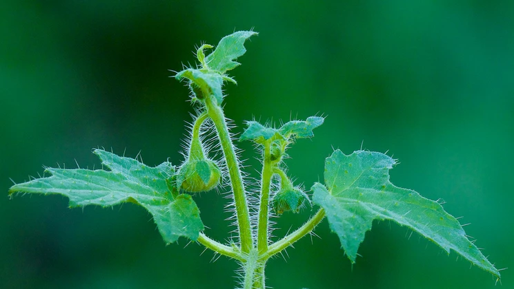 L’effet diurétique de certaines plantes peut être utilisé dans les cas de calculs rénaux.