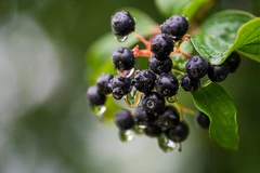 C’est la couleur foncée de l’aronia qui a attiré l’attention de la communauté scientifique.