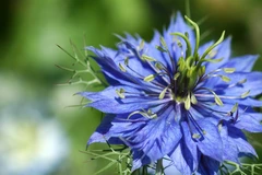 L'huile essentielle de nigelle, antalgique et anti-inflammatoire.