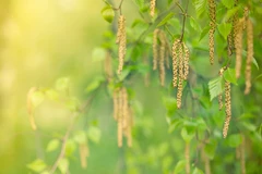 Pollen de bouleau, un des plus allergènes