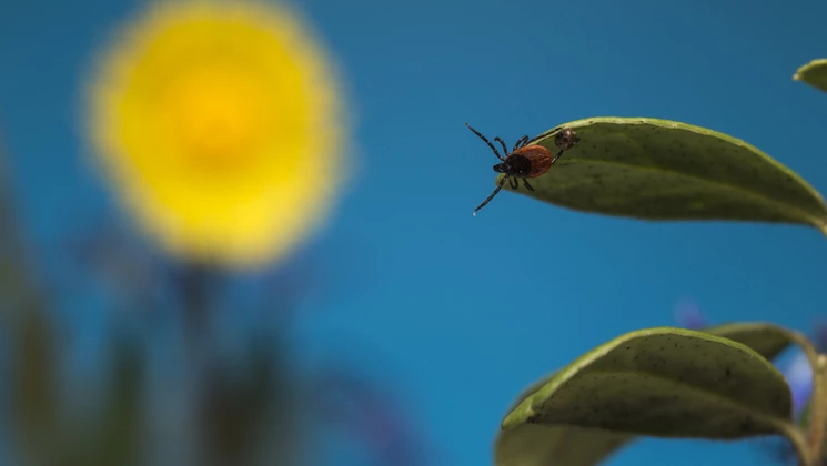 Lyme : traitements actuels et à venir