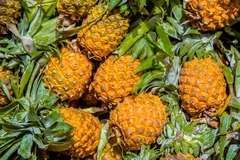 La bromélaïne est issue de la tige de l'ananas