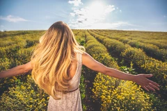 On l’appelle immortelle parce qu’une fois cueillie, cette élégante fleur jaune de la famille des astéracées ne fane pas.