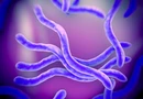 Borrelia burgdorferi se développe sur un terrain biologique perturbé