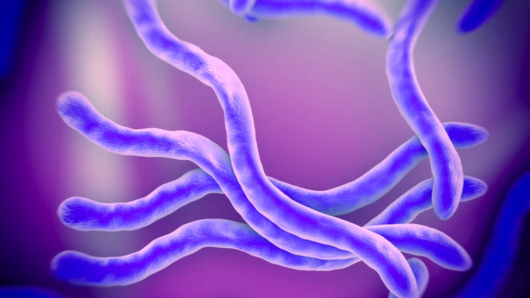 Borrelia burgdorferi se développe sur un terrain biologique perturbé