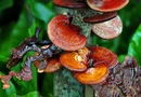 Le reishi, efficace contre papillomavirus, herpès, hépatite B notamment.