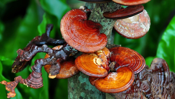 Le reishi, efficace contre papillomavirus, herpès, hépatite B notamment.