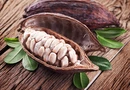 Les flavonols du cacao : prometteurs pour le maintien de la mémoire.