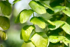 En cas d'hépatite, le desmodium est la plante par excellence.