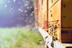 Apithérapie, les abeilles nous soignent