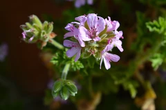 Pelargonium gravelens, à la fois tonifiantes et apaisante pour le psychisme