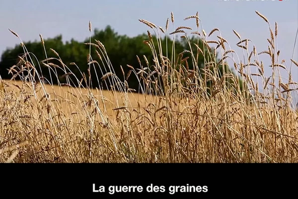 La guerre des graines 