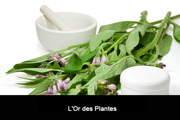 l'or des plantes