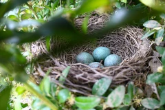 Les oeufs de Pâques