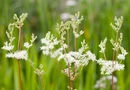 La reine des prés est connue pour ses vertus antalgiques et anti-inflammatoires