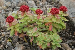 La rhodiola accroît la résistance de l’organisme aux divers stress qui l’atteignent.